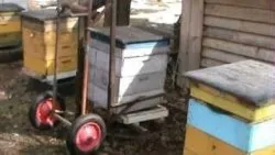 Transportul de albine în diferite anotimpuri - sfaturi practice (ani) Transportul de albine în diferite anotimpuri - sfaturi practice