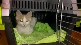Prima zi a pisoiului din casa ta - catstock (pisoi) Prima zi a pisoiului în casa ta - catstock