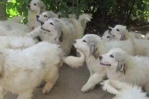 câine Pirineilor de munte - o descriere, poze, clipuri video, prețul de pui, „da laba“ (foto) câine Pirineilor de munte - o descriere, poze, clipuri video, prețul de pui, „da laba“