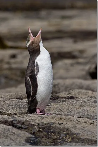 Pinguinii - păsări neobișnuite