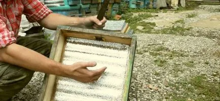 Apicultura ca o afacere primii pași, rentabilitatea, argumentele pro