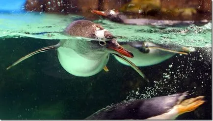 Pinguinii - păsări neobișnuite
