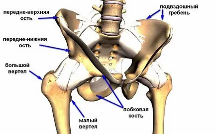 Perspectiva și înălțimea la desenarea figurii umane - grafica pe calculator și de animație