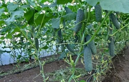 Primul fertilizatoare castravete în seră