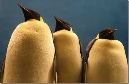 Pinguinii - păsări neobișnuite