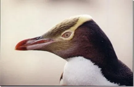 Pinguinii - păsări neobișnuite