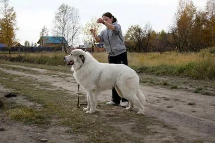 câine Pirineilor de munte - o descriere, poze, clipuri video, prețul de pui, „da laba“ (foto) câine Pirineilor de munte - o descriere, poze, clipuri video, prețul de pui, „da laba“