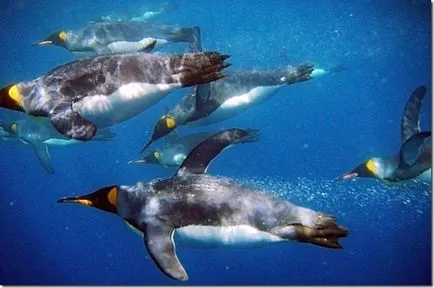 Pinguinii - păsări neobișnuite