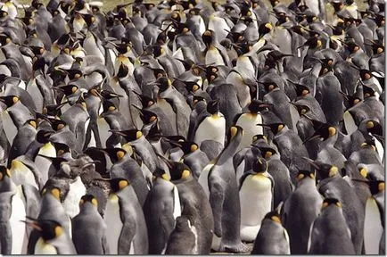 Pinguinii - păsări neobișnuite