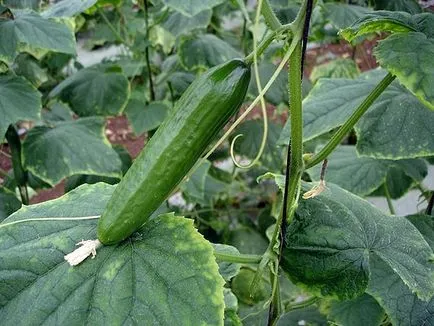 Primul fertilizatoare castravete în seră