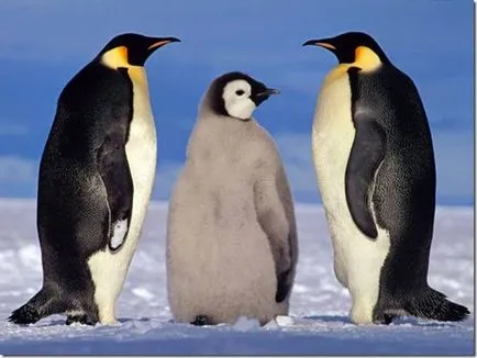 Pinguinii - păsări neobișnuite