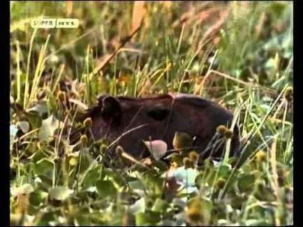 Piranha - cel mai de pești răpitori