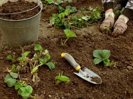 căpșuni transplant in toamna