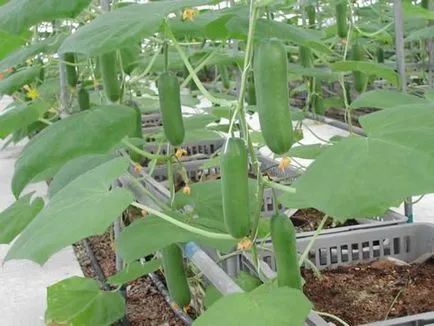 Primul fertilizatoare castravete în seră