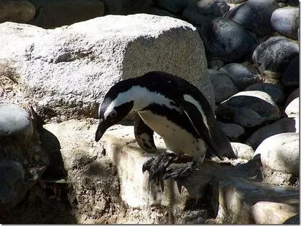 Pinguinii - păsări neobișnuite