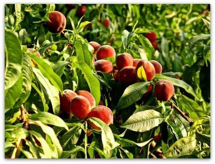 plantarea de piersici și cultivare (plantare) Plantarea de piersici și în creștere