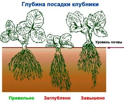 căpșuni Transplant cum a planta și replantează căpșuni (rețete) căpșunile de transplant cum să planteze și să replantează căpșuni