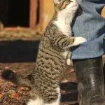 De ce pisica maraie si suiera atunci cand o persoana mananca carne sau doar pe gazdă atunci când masare sau