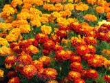 Varuire de copaci în primăvară - când și de ce să albeasca copacii din primăvara decât spoială de pomi fructiferi