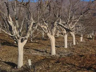 primăvară lapte de var structura copac lapte de var