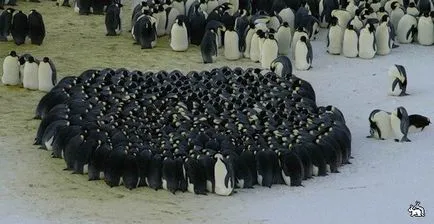 De ce Pinguinii imperiali nu se congela