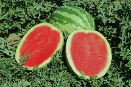 De ce pepene verde - Berry și modul în care acest lucru este adevărat (pepene verde este considerat un fruct) De ce pepene verde - Berry și modul în care acest lucru este adevărat