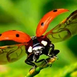 De ce este numit un Ladybird