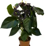 De ce nu anthurium floare la domiciliu, cum să aibă grijă ca ea a inflorit, și ce să facă în timpul
