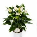 De ce nu anthurium floare la domiciliu, cum să aibă grijă ca ea a inflorit, și ce să facă în timpul