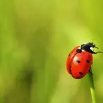 De ce este numit un Ladybird