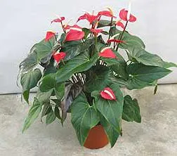 De ce nu înfloresc Anthurium Anthurium - cum să aibă grijă de anthurium (anthurium) De ce nu înfloresc Anthurium Anthurium - cum să aibă grijă de anthurium