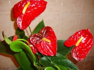 De ce nu flori anthurium, ea produce numai părăsește cauza și soluția