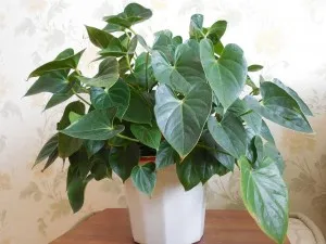 De ce nu flori anthurium, ea produce numai părăsește cauza și soluția