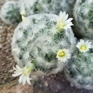 De ce nu floare cactus, cum să facă cactus floare, flori de vis