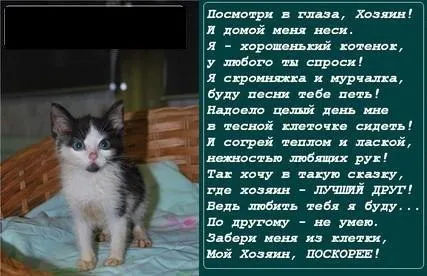 O selecție de poezii despre animalele abandonate, fără adăpost (animale de companie) O selecție de poezii despre animalele abandonate, fără adăpost