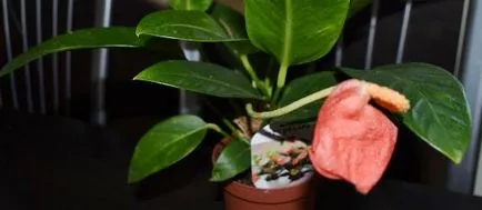 De ce nu infloreste anthurium în casă și ce să facă pentru a inflorit (Anthurium) De ce nu infloreste anthurium în casă și ce să facă pentru a inflorit