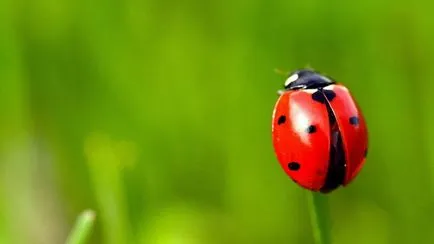 De ce este numit un Ladybird