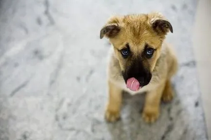 O selecție de poezii despre animalele abandonate, fără adăpost (fără adăpost) O selecție de poezii despre animalele abandonate, fără adăpost