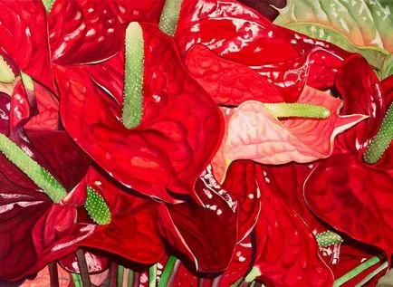 De ce nu înfloresc Anthurium Anthurium - cum să aibă grijă de anthurium (de ce nu înfloresc Anthurium Anthurium cum să aibă grijă de anthurium Bloom) De ce nu înfloresc Anthurium Anthurium - cum să aibă grijă de anthurium