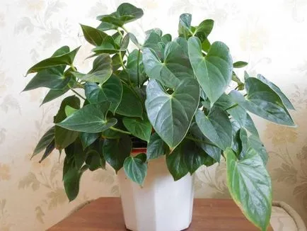 De ce nu infloreste anthurium în casă și ce să facă pentru a inflorit (acasă) De ce nu infloreste anthurium în casă și ce să facă pentru a inflorit