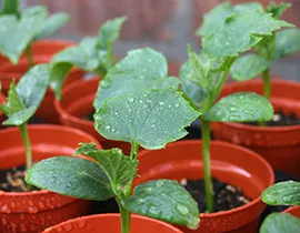 Fertilizarea răsaduri de castraveți