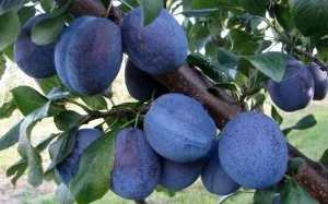 Fertilizarea în etapa de primăvară prune cu instrucțiuni pas cu imagini video