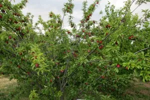 Fertilizarea în etapa de primăvară prune cu instrucțiuni pas cu imagini video