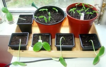 Fertilizarea răsaduri de castraveți, și când să o facă mai bine (de a face) Fertilizarea răsaduri de castraveți, și când să o faceți mai bine