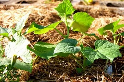 Fertilizarea răsaduri de castraveți, și când să o facă mai bine (răsaduri) Fertilizarea răsaduri de castraveți, și când să o faceți mai bine
