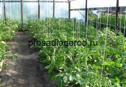roșii jartieră în seră modalități mai bune de a corecta si accesorii, foto și video