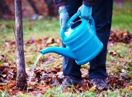 Fertilizarea in prune primavara ce si cum instrucțiunile de spălare