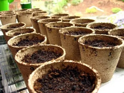 Fertilizarea răsaduri de castraveți, și când să o faceți mai bine (fertilizante răsaduri de castraveți) Fertilizarea răsaduri de castraveți, și când să o faceți mai bine