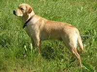 Dog Rase pentru conținutul de aer proaspăt (coliviei), Dane Rottweiler Samoyed husky