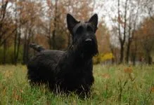 Dog Rase pentru conținutul de aer proaspăt (coliviei), Dane Rottweiler Samoyed husky